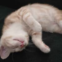 Photo of Barley Sugar