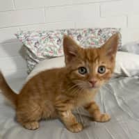 Photo of Hercules   Located In Ashwood