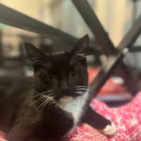 Photo of Bruce   Tuxedo