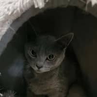 Photo of Heidi (Tamworth)