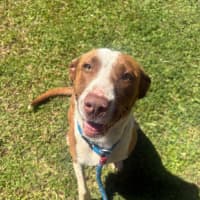 Photo of Nova