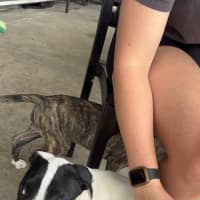 Photo of Cash   3 Month Old Staffy X (On Trial)