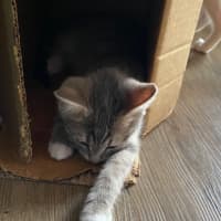 Photo of Jasmine   Meet Me At Petstock Chelsea