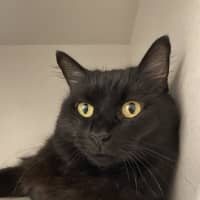 Photo of Luna