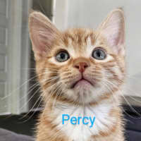 Photo of Percy Meet Me@Petstock Carrum Downs Store