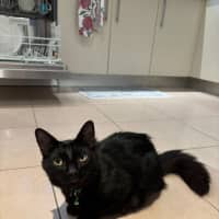Photo of Watson