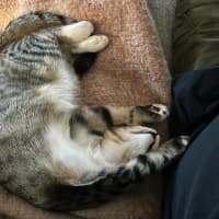 Photo of Bella