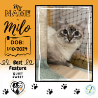 Photo of Milo