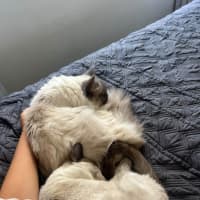 Photo of Milo