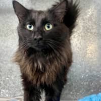 Photo of Merlin