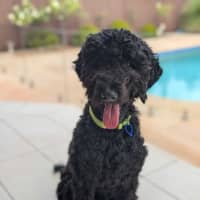 Photo of Tello   1 Year Old Poodle