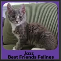 Photo of Jazz