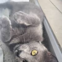 Photo of Smokey