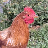 Photo of Honey The Rooster