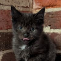 Photo of Vanilla
