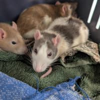 Photo of Cabbage, Joey And Pancake