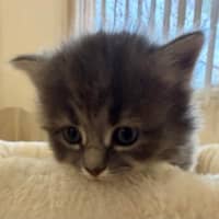Photo of Earl Grey