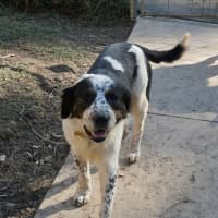 Photo of Otis