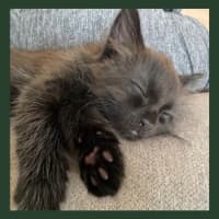 Photo of Milo