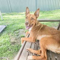 Photo of Nova