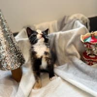 Photo of Clementine 🍊