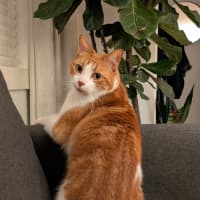 Photo of Gingie   In Foster Care In Brunswick East