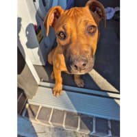 Photo of Cherry *$350 Adoption Fee*