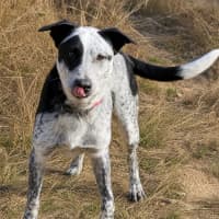 Photo of Patches