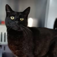 Photo of Cat Boy