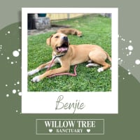 Photo of Benjie