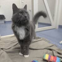 Photo of Lord Biscuit I I I