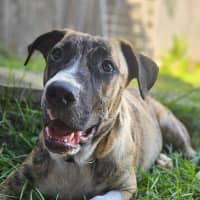 Photo of Bernard *$350 Adoption Fee*