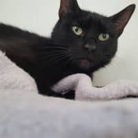 Photo of Black Beauty