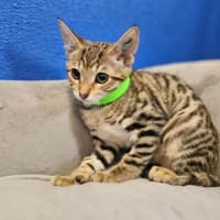 Photo of Kiwa