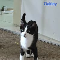 Photo of Oakley