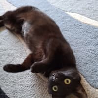 Photo of Princess Luna