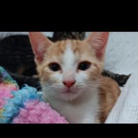 Photo of Karamel
