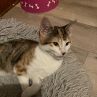 Photo of Amelia