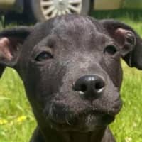 Photo of Louie ~ Staffy X Beagle Puppy
