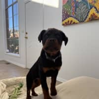 Photo of Enzo (Was Baloo)