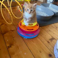 Photo of Dutchie