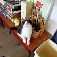 Photo of Ragu