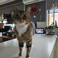 Photo of Theodore ** 2nd Chance Cat Rescue**