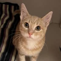 Photo of Olive