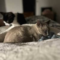 Photo of Jazzi 