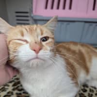 Photo of Missy Elliot