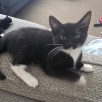 Photo of Georgie   9 Week Old Domestic Short Hair