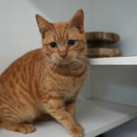 Photo of Cheese Supreme