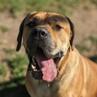 Photo of Bobo
