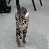 Photo of Vixen